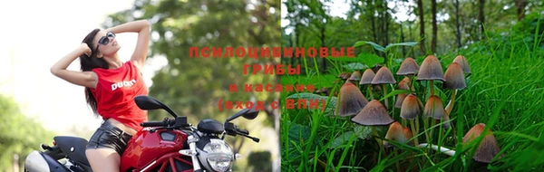 индика Абаза